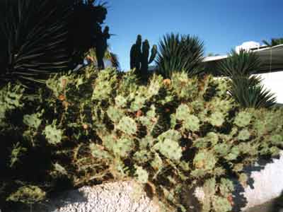 Kaktus in Sol Jandia Mar